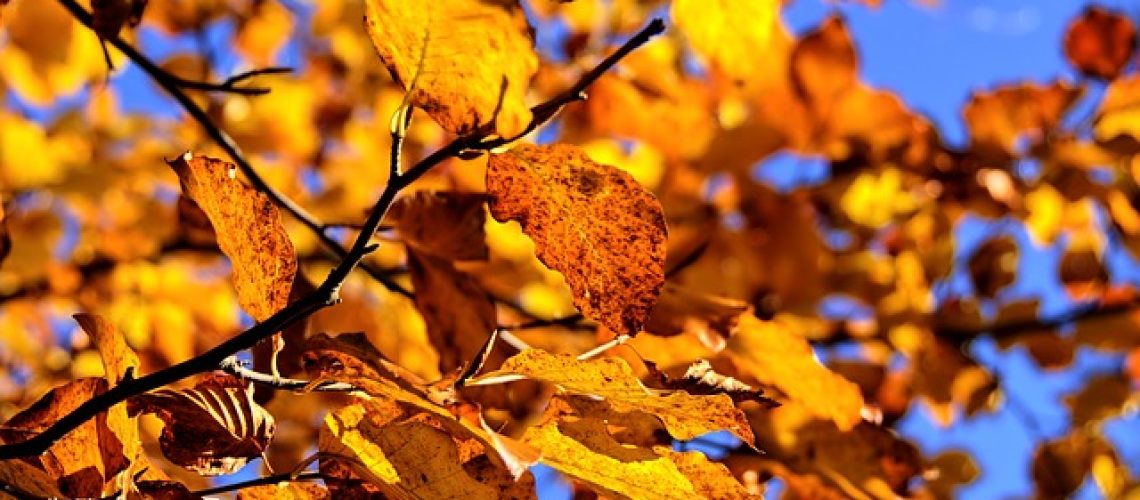 Yoga Lelystad herfst
